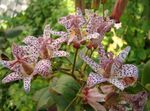 rosso I fiori da giardino Rospo Giglio, Tricyrtis foto