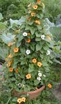 orange Garden Flowers Black eye Susan, Thunbergia alata Photo