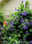 bleu les fleurs du jardin Oeil Au Beurre Noir Susan, Thunbergia alata Photo