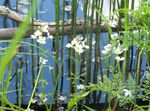 Water Violet