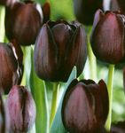 bordo Bahçe Çiçekleri Lâle, Tulipa fotoğraf