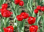 rouge les fleurs du jardin Tulipe, Tulipa Photo