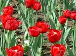 rojo Flores de jardín Tulipán, Tulipa Foto