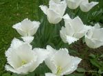 blanco Flores de jardín Tulipán, Tulipa Foto