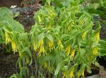 foto Grandi Merrybells, Grande Bellwort descrizione