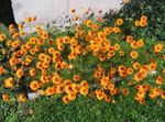 Parachute daisy