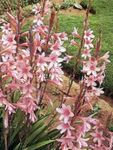 フォト Watsonia、ラッパユリ 説明