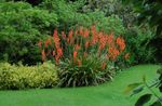 rouge les fleurs du jardin Watsonia, Lys Bugle Photo