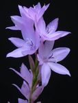 lila Flores de jardín Watsonia, Lirio Corneta Foto