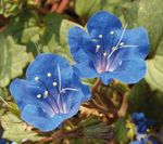 Photo Californian bluebell, Lacy Phacelia, Blue Curls, Caterpillar, Fiddleneck, Spider Flower, Wild Heliotrope description