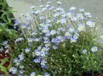 hellblau Gartenblumen Blaue Gänseblümchen, Blauen Marguerite, Felicia amelloides Foto