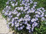lichtblauw Tuin Bloemen Blauw Madeliefje, Blauwe Margriet, Felicia amelloides foto
