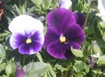 Photo Viola, Pansy description