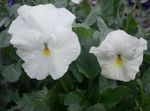 white Garden Flowers Viola, Pansy, Viola  wittrockiana Photo