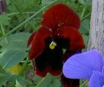 vinoso Flores de jardín Viola, Pensamiento, Viola  wittrockiana Foto