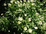 Canada Anemone, Anemone Prato