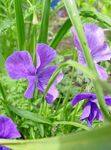 lilac Garden Flowers Horned Pansy, Horned Violet, Viola cornuta Photo