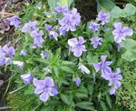 bleu ciel les fleurs du jardin Cornes Pensée, Cornes Violette, Viola cornuta Photo