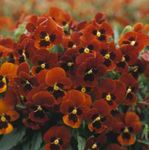 red Garden Flowers Horned Pansy, Horned Violet, Viola cornuta Photo