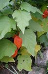 fotografija Chinese Lantern Rastlina, Jagoda Tla Češnja opis