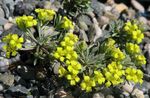 giallo I fiori da giardino Rydberg Twinpod, Doppio Bladderpod, Physaria foto