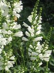 blanc les fleurs du jardin Plante Obéissant, Fausse Dragonhead, Physostegia Photo