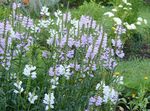 lilas les fleurs du jardin Plante Obéissant, Fausse Dragonhead, Physostegia Photo