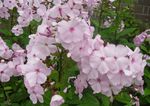 Garden Phlox