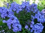 light blue Garden Flowers Garden Phlox, Phlox paniculata Photo