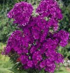 purple Garden Flowers Garden Phlox, Phlox paniculata Photo