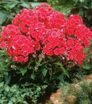 red Garden Flowers Garden Phlox, Phlox paniculata Photo