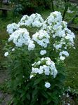 white Garden Flowers Garden Phlox, Phlox paniculata Photo