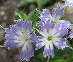 foto Jaarlijkse Phlox, Drummond Phlox beschrijving