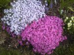 Phlox, Phlox De Musgo