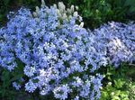 azzurro I fiori da giardino Strisciante Phlox, Muschio Phlox, Phlox subulata foto