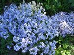 Photo Creeping Phlox, Moss Phlox description