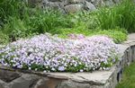 wit Tuin Bloemen Kruipende Phlox, Mos Phlox, Phlox subulata foto