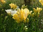 amarillo Flores de jardín Fresia, Freesia Foto