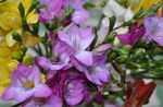 lilas les fleurs du jardin Freesia Photo