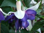 blue Garden Flowers Honeysuckle Fuchsia Photo