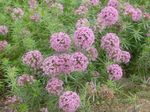 pink Garden Flowers Crosswort, Phuopsis stylosa (Crucianella stylosa) Photo