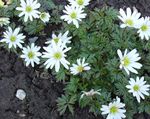 Anemone (Anemones) Тендерлік