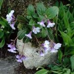 lilac Garden Flowers Haberlea Photo