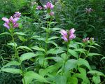 Foto Sarkans Turtlehead, Violeta Turtlehead apraksts