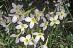 white Garden Flowers Alpine Bluets, Mountain Bluets, Quaker Ladies, Houstonia Photo