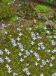 albastru deschis Gradina Flori Bluets Alpine, Bluets Munte, Doamnelor Quaker, Houstonia fotografie