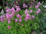 fotografie Corydalis popis