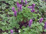 lila Gartenblumen Lerchensporn, Corydalis Foto