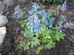 hellblau Gartenblumen Lerchensporn, Corydalis Foto