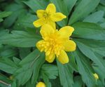 Photo Double-Flowered Yellow Wood Anemone, Buttercup Anemone description